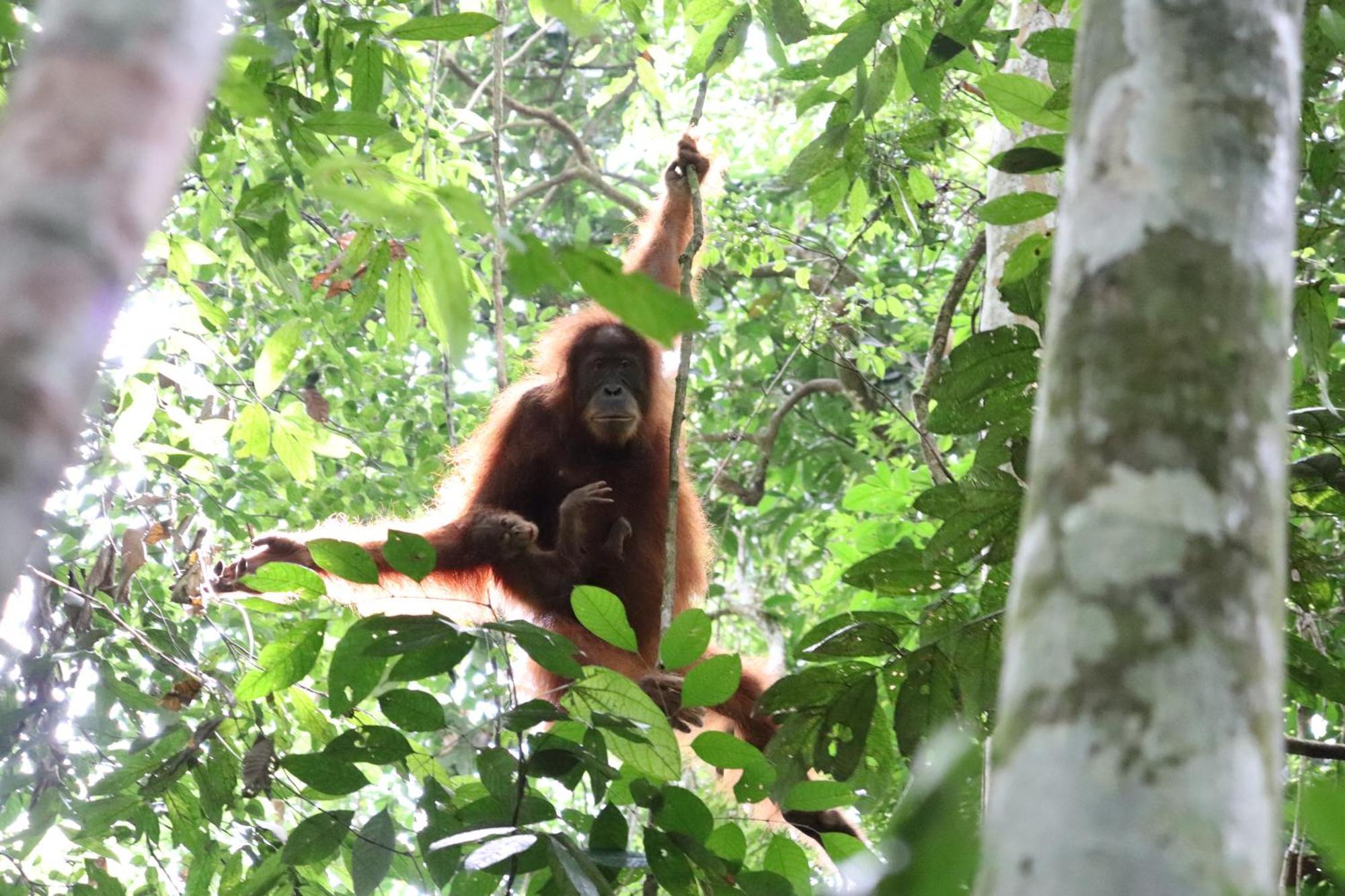 Gino'S Place - Guest House & Jungle Trekking Bukit Lawang Extérieur photo