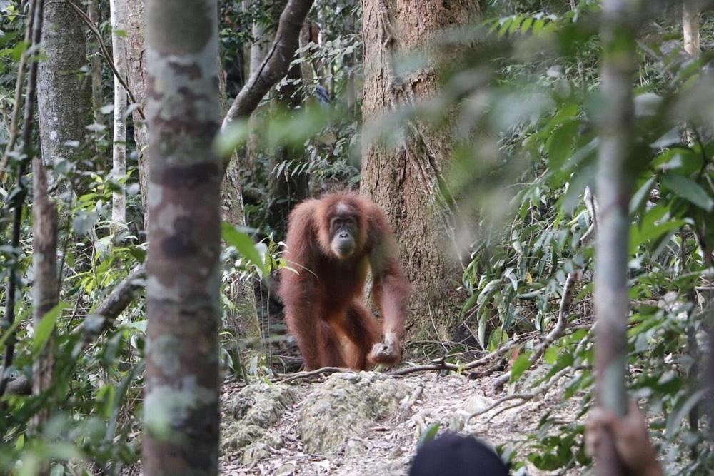Gino'S Place - Guest House & Jungle Trekking Bukit Lawang Extérieur photo
