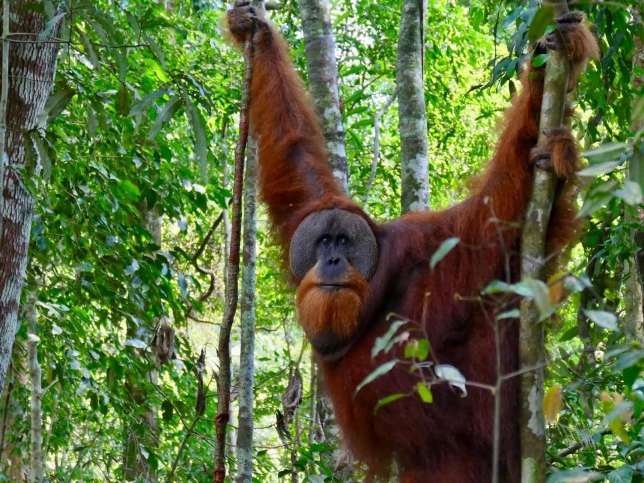 Gino'S Place - Guest House & Jungle Trekking Bukit Lawang Extérieur photo
