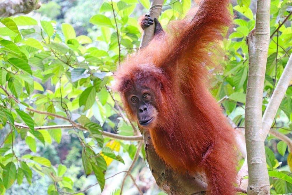 Gino'S Place - Guest House & Jungle Trekking Bukit Lawang Extérieur photo