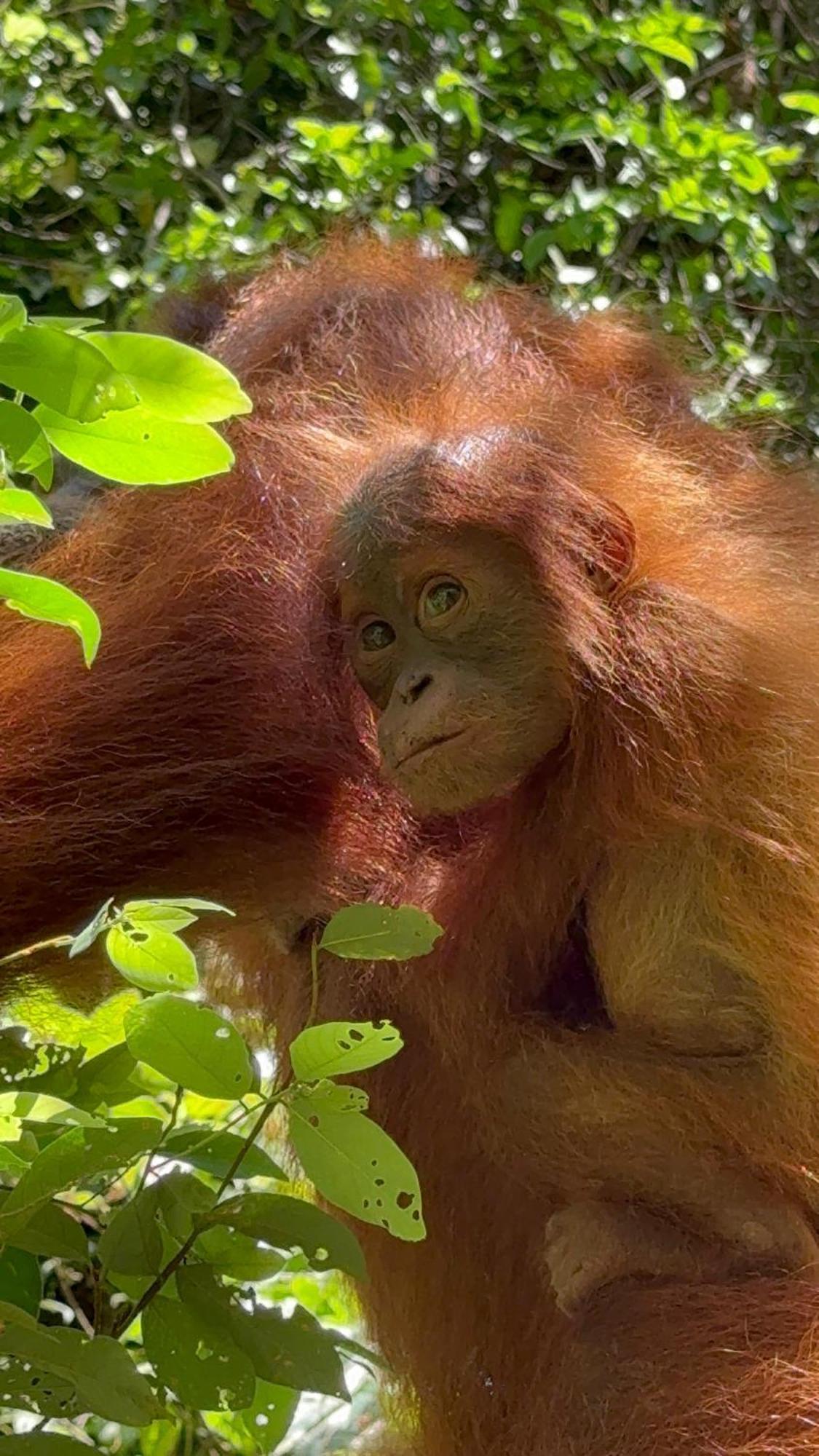 Gino'S Place - Guest House & Jungle Trekking Bukit Lawang Extérieur photo