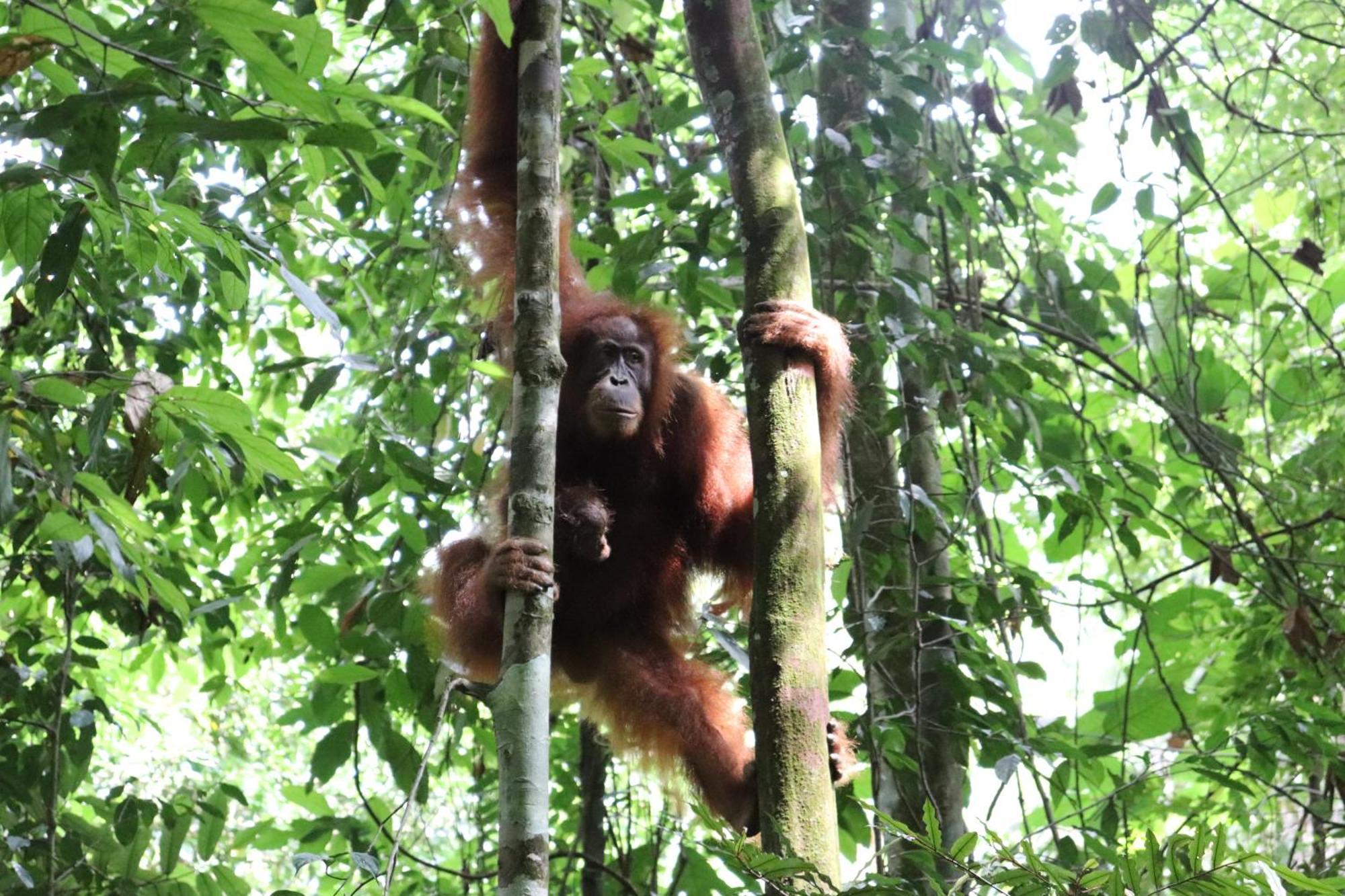 Gino'S Place - Guest House & Jungle Trekking Bukit Lawang Extérieur photo