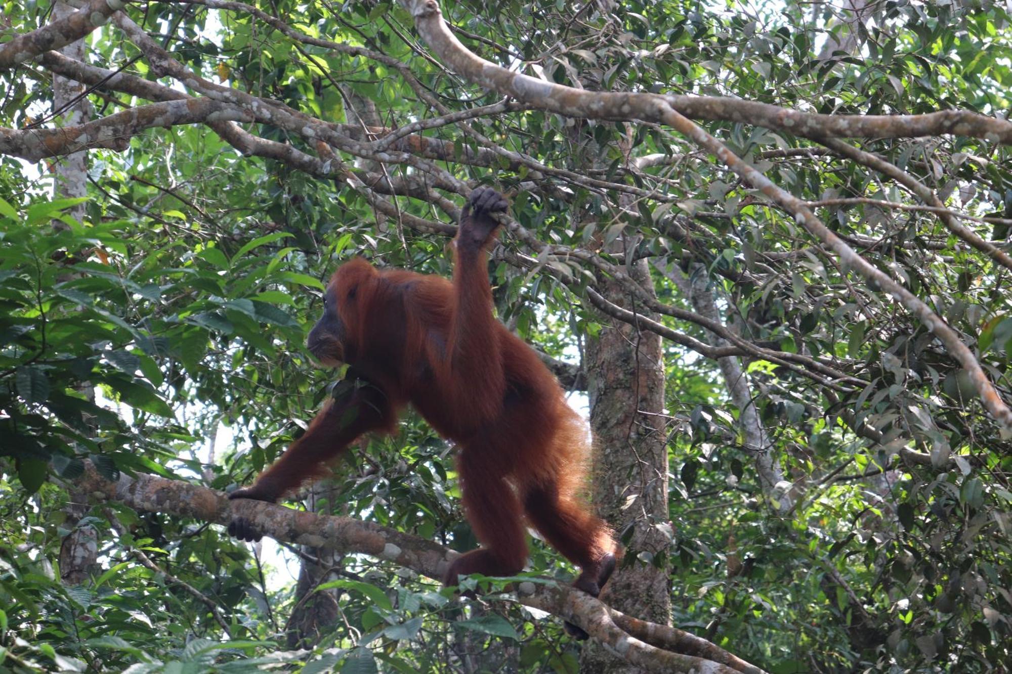 Gino'S Place - Guest House & Jungle Trekking Bukit Lawang Extérieur photo