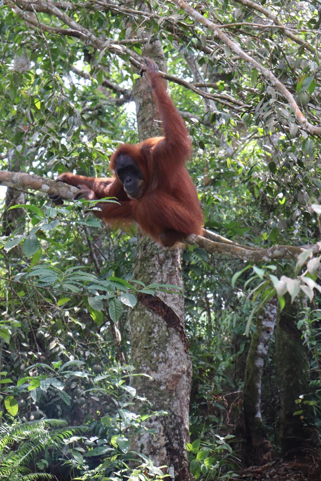 Gino'S Place - Guest House & Jungle Trekking Bukit Lawang Extérieur photo