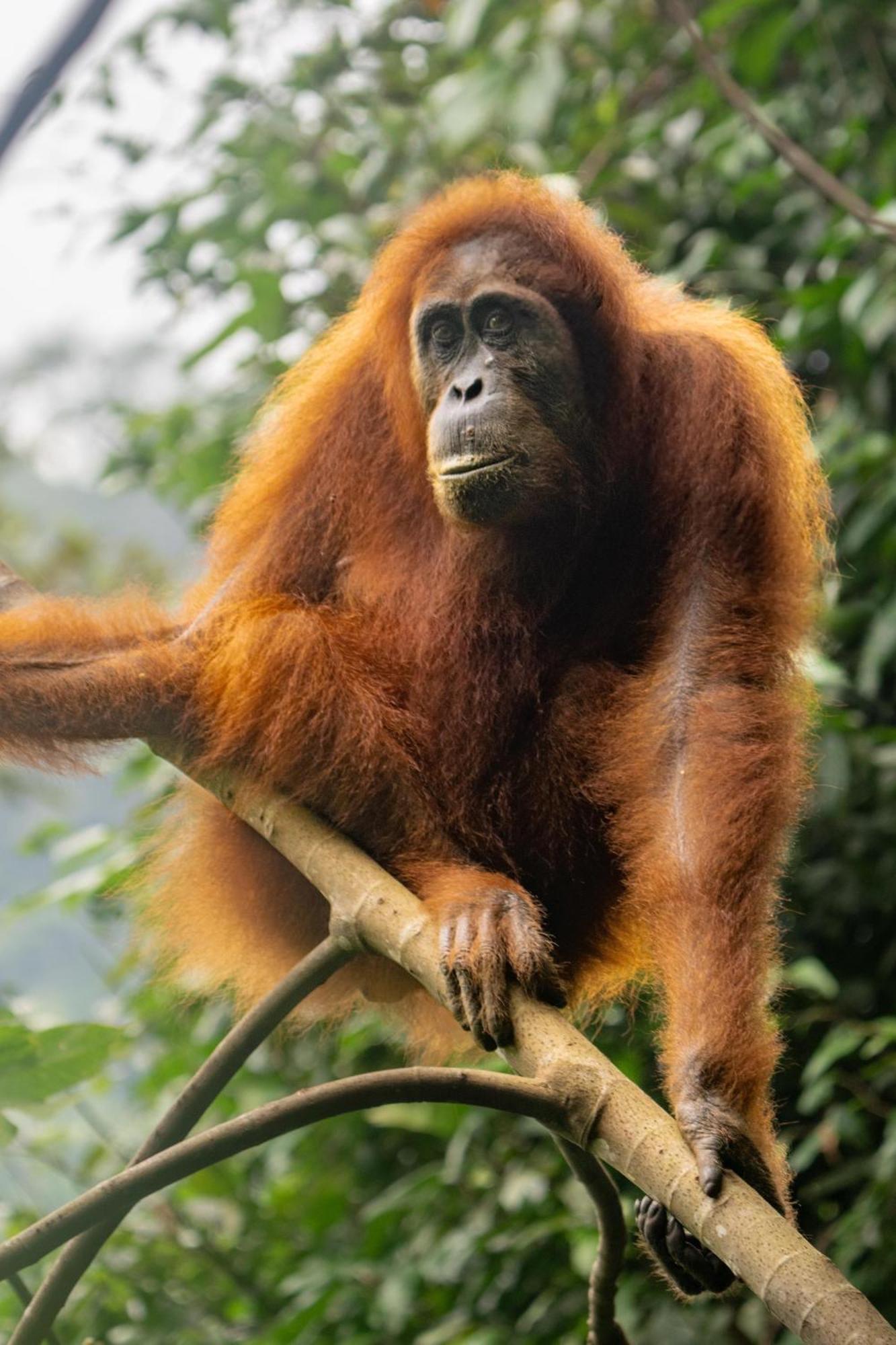 Gino'S Place - Guest House & Jungle Trekking Bukit Lawang Extérieur photo