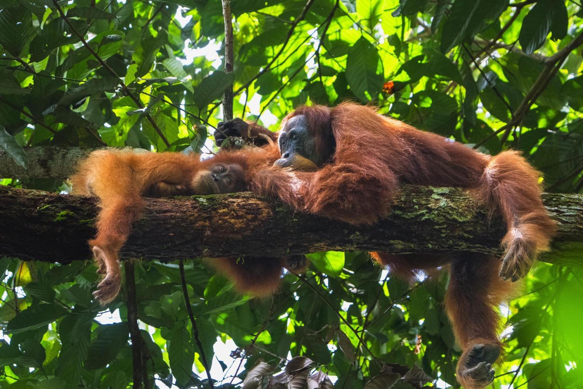 Gino'S Place - Guest House & Jungle Trekking Bukit Lawang Extérieur photo