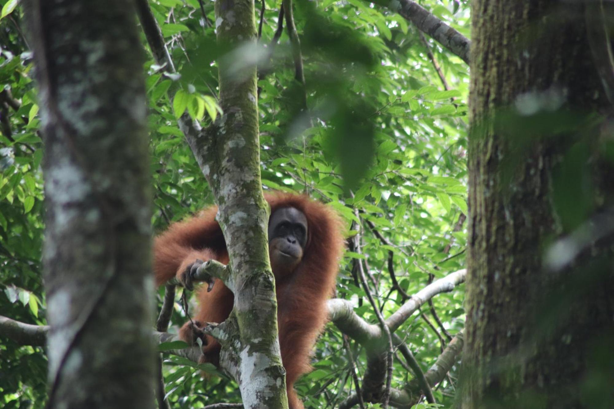 Gino'S Place - Guest House & Jungle Trekking Bukit Lawang Extérieur photo